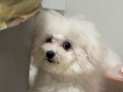 -翊宠yipet猫狗购宠庄园犬舍•猫舍