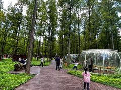 -黄海国家森林公园