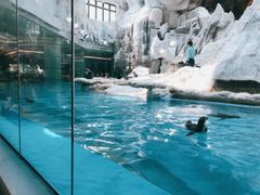 -帝企鹅自助餐厅•儿童岛•真企鹅(长隆企鹅酒店)