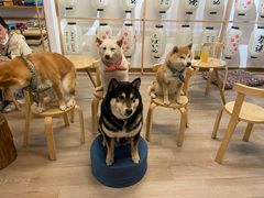 -柴迷FANS CLUB·柴犬狗咖·猫咖