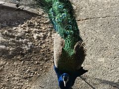 -新疆天山野生动物园