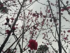 -金鸡山公园