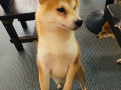 -柴源莊·柴小宠柴犬咖啡