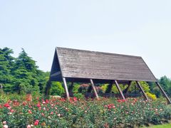 -上海滨江森林公园