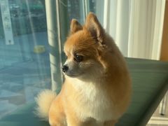 -帕帕拉兹宠物(亚洲旗舰店)