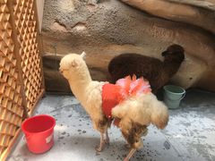 -杭州开元森泊度假乐园