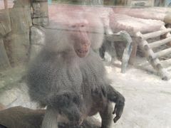 -灵玲国际马戏城