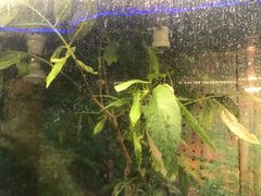 景点-上海大自然野生昆虫馆