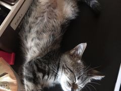 -艾吉宠物医院·疑难杂症转诊中心·猫友好(碧江路院)