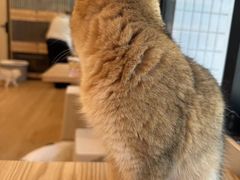 -有喵·猫咖·狗咖·30几只猫10只小狗(岗厦店)