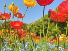 -上海共青森林公园