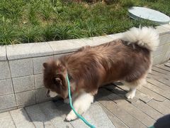 -帕帕拉兹宠物(亚洲旗舰店)