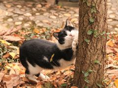 -上海佘山国家森林公园天马山园