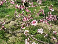 -南汇桃花村