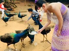 -西双版纳勐泐文化旅游区