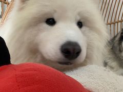 -星多哈·狗咖·拼豆·咖啡