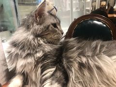 -猫小院猫主题餐厅(三里屯店)