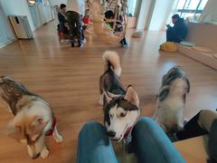 -Husky Go! 哈士奇体验馆·宠物咖啡厅狗咖