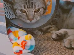 -猫咪派对(江南西店)