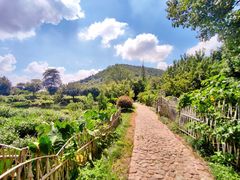 -树山生态村