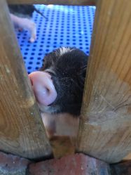 -萌宠亲子动物乐园(槐房万达店)