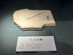 -大连自然博物馆