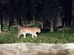-清迈夜间动物园