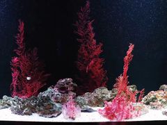 -暹罗海洋世界