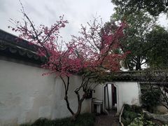-秋霞圃