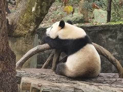 -都江堰中华大熊猫苑