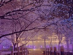 -东湖磨山景区樱花园-停车场