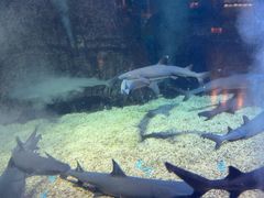 -烟台海昌鲸鲨海洋公园