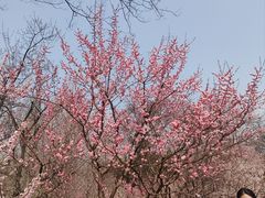 -梅花山(明孝陵内)