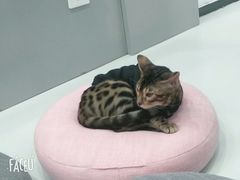 -糯米喵星人·撸猫猫舍咖啡馆(西市场嘉华店)