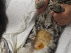 -纳吉亚猫专科动物医院·北北分院