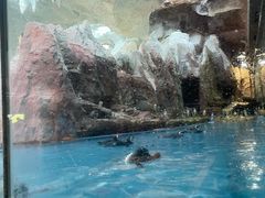 -帝企鹅自助餐厅•儿童岛•真企鹅(长隆企鹅酒店)