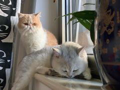 -喵百万·布偶·蓝金金渐层英短·猫舍(百子湾店)