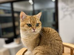 -有喵·猫咖·狗咖·30几只猫10只小狗(岗厦店)