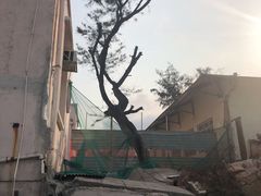 -珍妮曲奇聪明小熊(尖沙咀店)