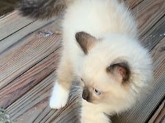 -喵屿·大理花园猫咖