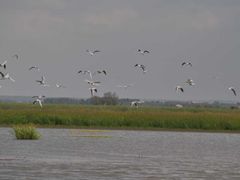 -白渔泡湿地公园