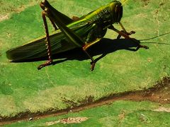 -磐安舞龙峡景区