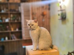 -猫色咖啡·猫咖