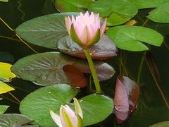 -国家植物园南园