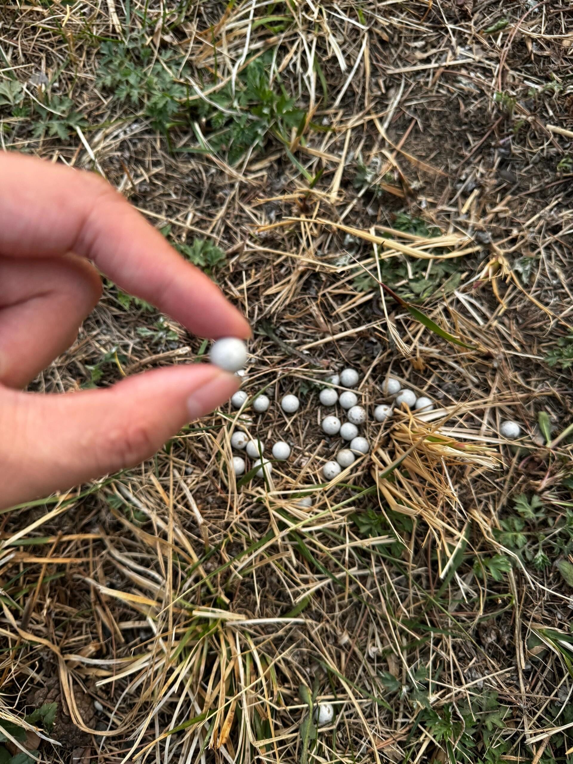 前几日去公园遛弯,看见草里面有很多这种蛋,似乎像壁虎的卵?还是鸟蛋?