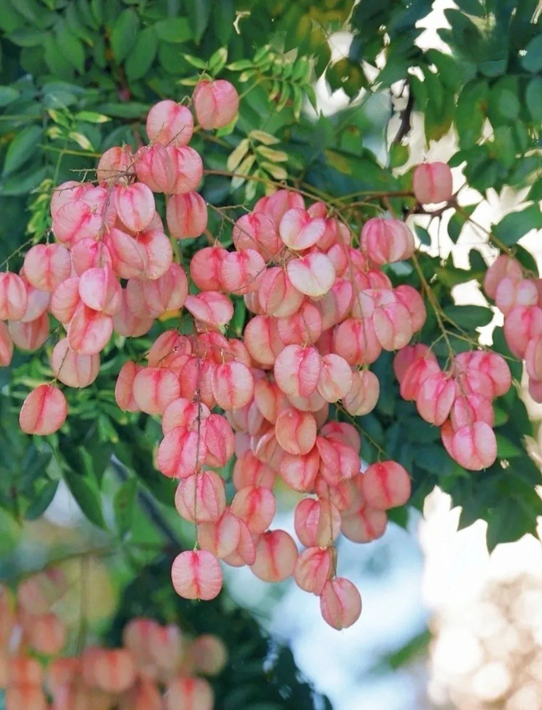 枝头挂满栾树花