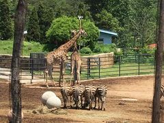 -大连森林动物园