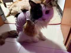 -达爱动物医院·犬猫分区·CT·复杂眼科(远洋山水分院)