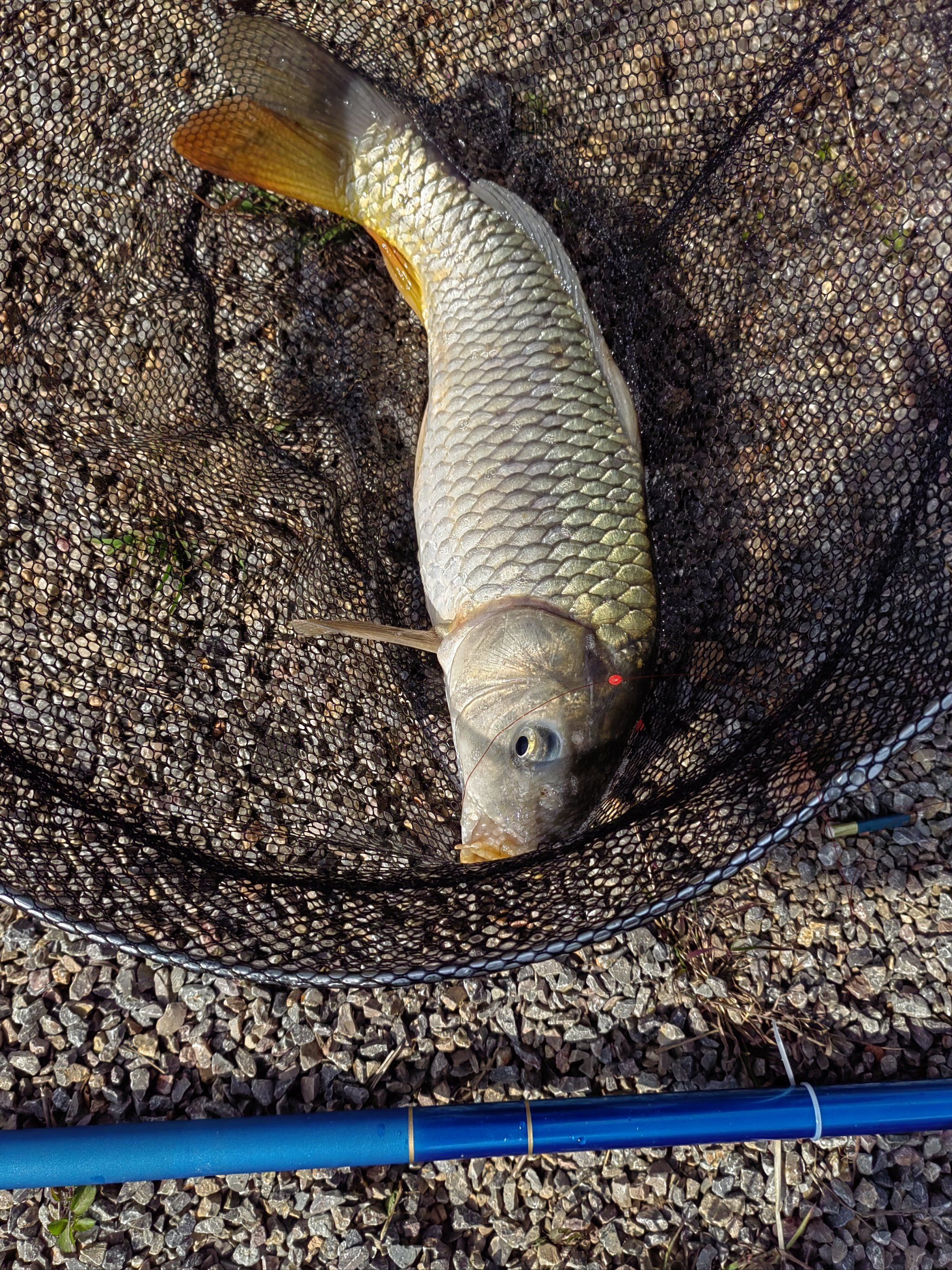 有人要黄河鲤吗