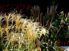 -中国科学院华南植物园